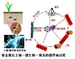 植物吸收重金屬|植物對重金屬逆境之反應